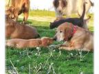 Labrador Retriever PUPPY FOR SALE ADN-788916 - AKC Fox Red Labs
