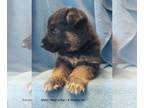 German Shepherd Dog PUPPY FOR SALE ADN-788920 - German Shepherd Black AKC
