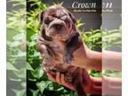 Bulldog PUPPY FOR SALE ADN-788921 - Crown Chocolate Tan Merle