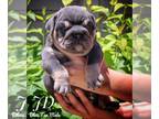 Bulldog PUPPY FOR SALE ADN-788922 - Jack Daniels Blue Tan Male