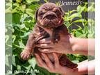 Bulldog PUPPY FOR SALE ADN-788923 - Hennessy Chocolate Trindle Male