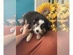 Miniature Australian Shepherd PUPPY FOR SALE ADN-788925 - Toy Australian puppy