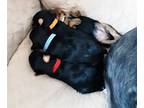 Yorkshire Terrier PUPPY FOR SALE ADN-788930 - Yorkie puppies