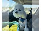 Poodle (Miniature) PUPPY FOR SALE ADN-788931 - All White Miniature Poodle