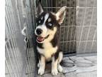 Siberian Husky PUPPY FOR SALE ADN-788935 - Whisp Girl