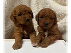 Goldendoodle (Miniature) PUPPY FOR SALE ADN-788937 - Mini F1 Goldendoodle RED