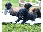 Shepadoodle PUPPY FOR SALE ADN-788938 - Sweet Fluffy Shepadoodle Puppies