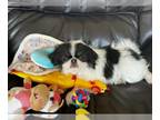 Japanese Chin PUPPY FOR SALE ADN-788939 - posh