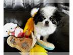 Japanese Chin PUPPY FOR SALE ADN-788940 - Spicy