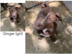 American Pit Bull Terrier PUPPY FOR SALE ADN-788941 - Help rehome Ginger