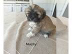 Lhasa Apso PUPPY FOR SALE ADN-788944 - Lhasa Apso Puppy