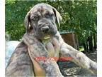 Great Dane PUPPY FOR SALE ADN-788945 - Great Dane puppies