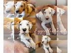 Great Dane PUPPY FOR SALE ADN-788950 - Eggcellent AKC Great Dane Puppy