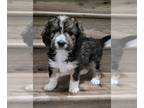 Bernedoodle PUPPY FOR SALE ADN-788951 - Bernedoodle Puppies