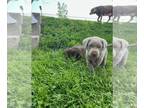 Labrador Retriever PUPPY FOR SALE ADN-788959 - AKC lab puppies