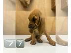 Bloodhound PUPPY FOR SALE ADN-788960 - Bloodhound puppies