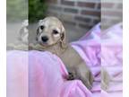 Dachshund PUPPY FOR SALE ADN-788962 - Mini dachsund puppies cream