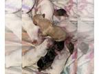 Dachshund PUPPY FOR SALE ADN-788970 - Dachshund puppies