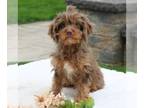 Cavapoo PUPPY FOR SALE ADN-788971 - f1 Cavapoo