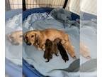 Dachshund PUPPY FOR SALE ADN-788974 - 4 female mini dachshund puppies