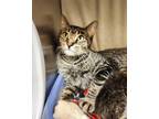 Adopt Lila a Domestic Short Hair