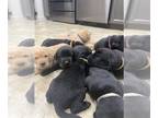 Labrador Retriever PUPPY FOR SALE ADN-788978 - AKC Black and Yellow Labrador