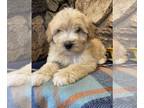 Whoodle PUPPY FOR SALE ADN-788982 - Andy Cream Medium Whoodle Male