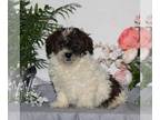 ShihPoo PUPPY FOR SALE ADN-789030 - F1 Shihpoo