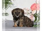 ShihPoo PUPPY FOR SALE ADN-789031 - F1 Shihpoo