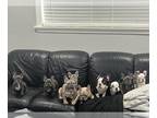 French Bulldog PUPPY FOR SALE ADN-789036 - French Bulldogs ready for loving