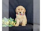 Golden Retriever PUPPY FOR SALE ADN-789051 - Adorable Golden Retriever Puppy