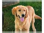 Golden Retriever PUPPY FOR SALE ADN-789053 - Adorable Golden Retriever Puppy