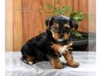 Yorkshire Terrier PUPPY FOR SALE ADN-789066 - ACA Yorkshire Terrier
