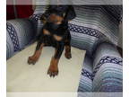 Doberman Pinscher PUPPY FOR SALE ADN-789083 - AKC Doberman Puppies