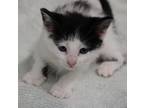 Adopt Erin a Domestic Short Hair