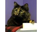 Adopt Missy FKA Feniq a Domestic Medium Hair