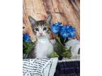 Adopt Moonstone a Domestic Short Hair