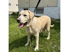 Adopt Paisley a Yellow Labrador Retriever