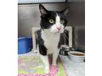 Adopt Peanut a Domestic Short Hair