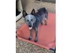 Adopt Zoee a Australian Cattle Dog / Blue Heeler