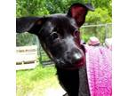 Adopt Rosaria a German Shepherd Dog, Chow Chow