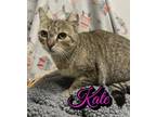 Adopt Kate a Domestic Short Hair