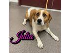 Adopt Julia a Hound, Mixed Breed