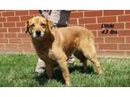 Adopt Dixie a Mixed Breed
