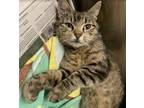Adopt Fairy Godmother a Domestic Short Hair