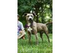 Adopt Penny/ladybug a Hound, American Staffordshire Terrier