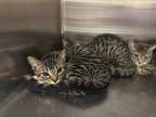 Adopt Wheat Thin a Domestic Short Hair