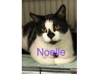 Adopt NOELLE Cat a Domestic Short Hair