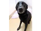 Adopt Pim - Safekeeping a Labrador Retriever