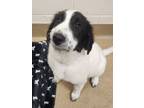 Adopt Daisy a Great Pyrenees